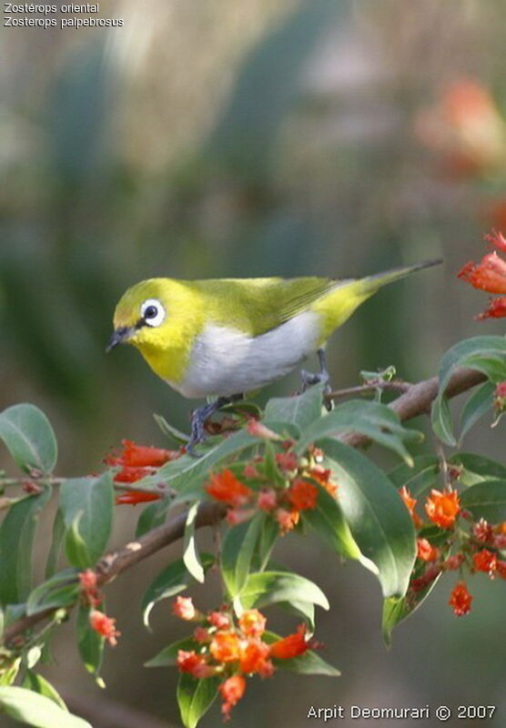 Indian White-eye