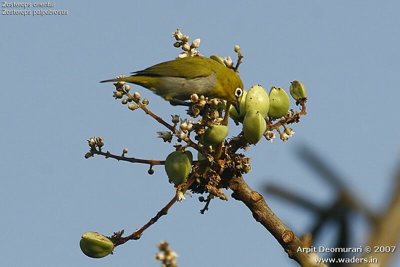 Indian White-eye