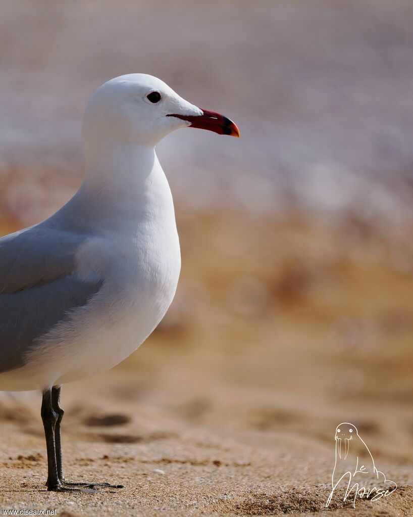 Audouin's Gull