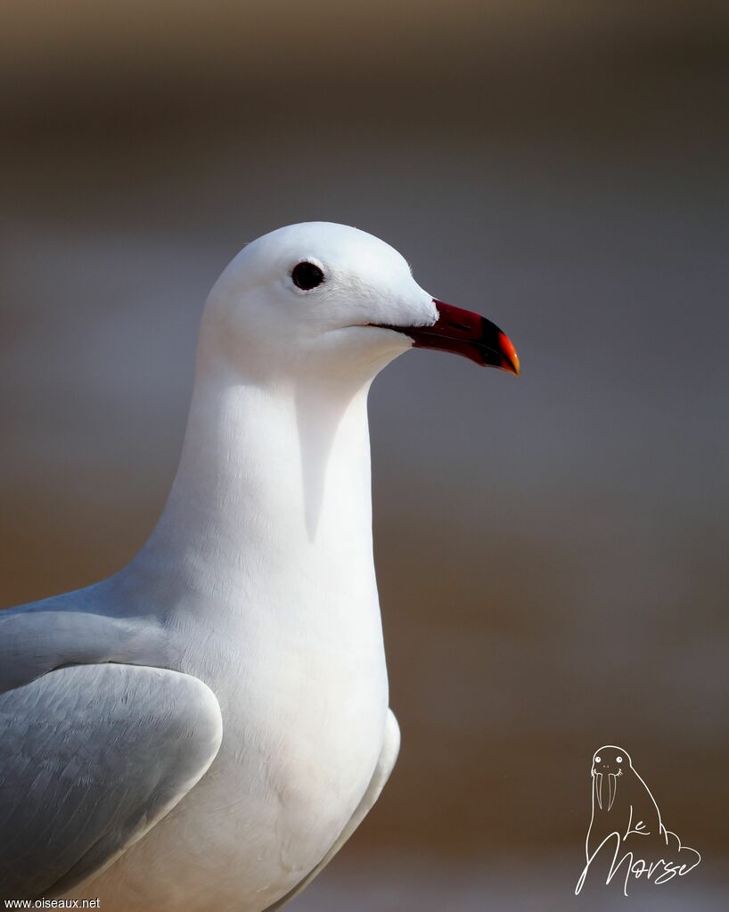 Audouin's Gull