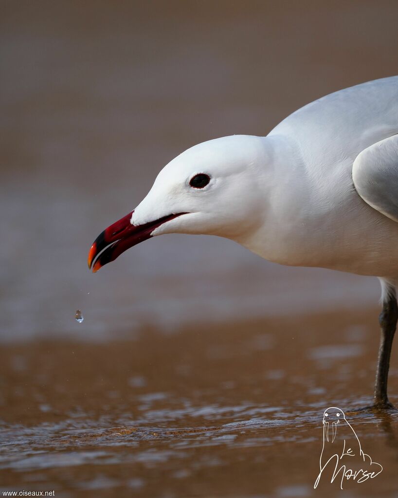 Audouin's Gull