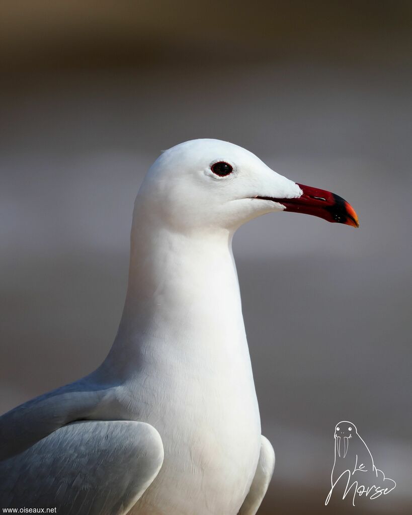 Audouin's Gull