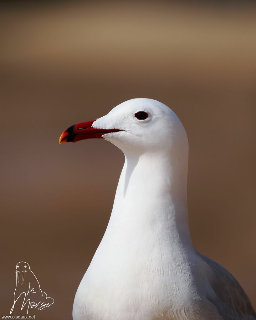 Audouin's Gull