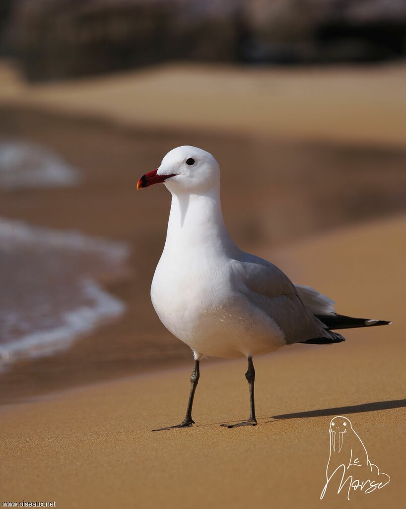 Audouin's Gull