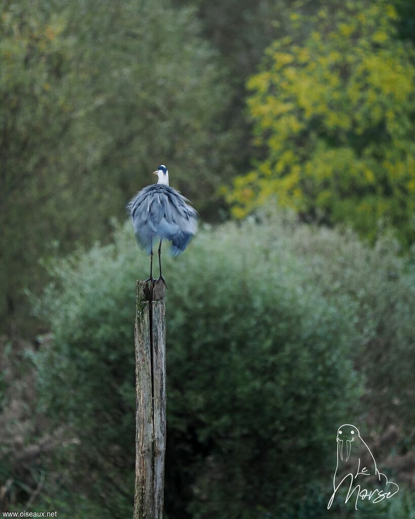 Grey Heron