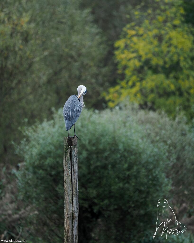Grey Heron