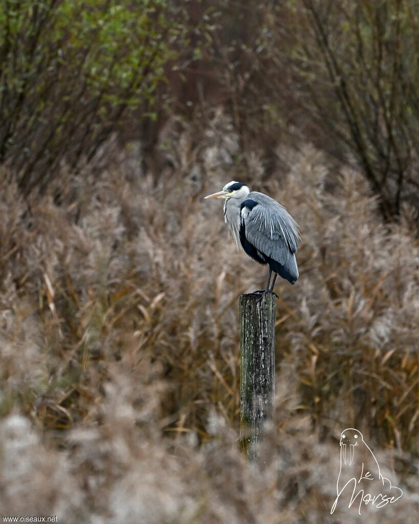 Grey Heron