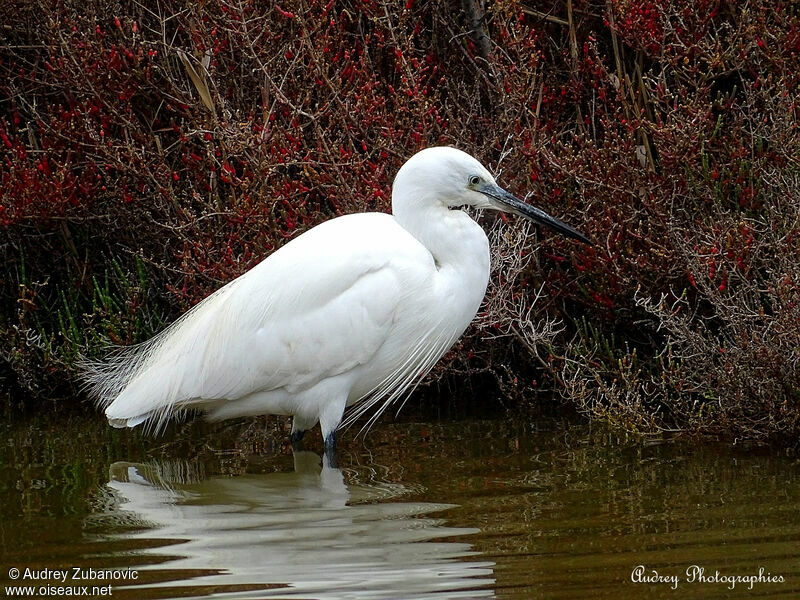 Little Egret