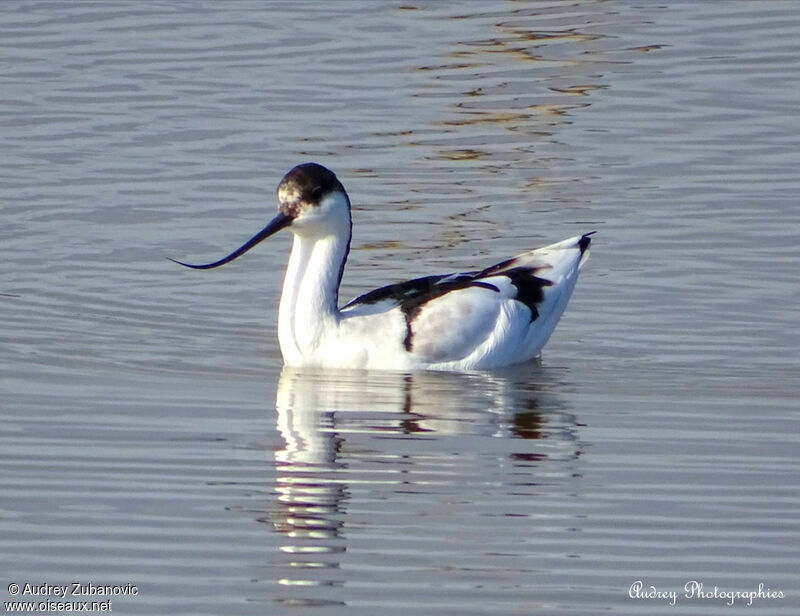 Avocette éléganteadulte, nage