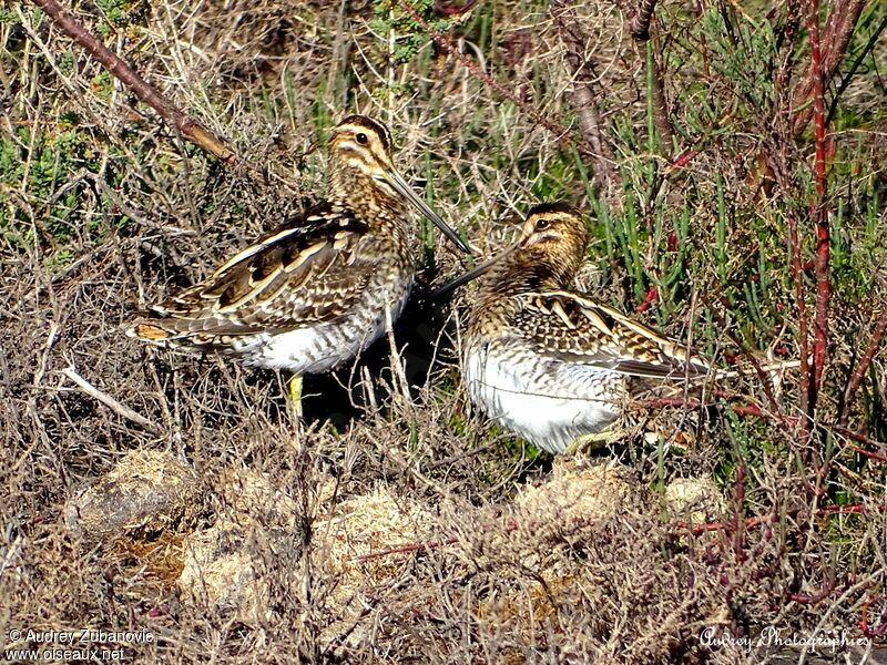 Common Snipeadult breeding, courting display