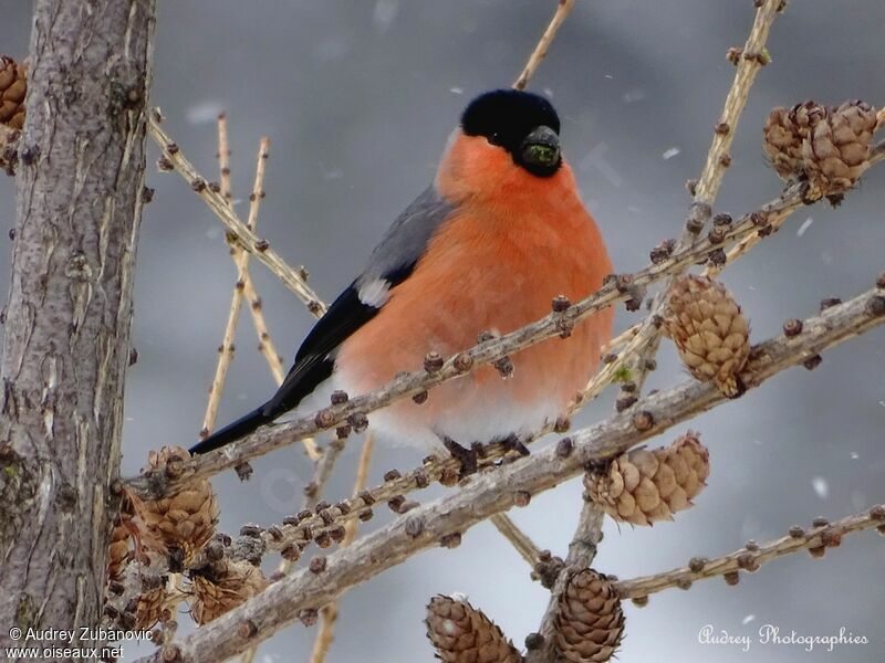 Eurasian Bullfinch male