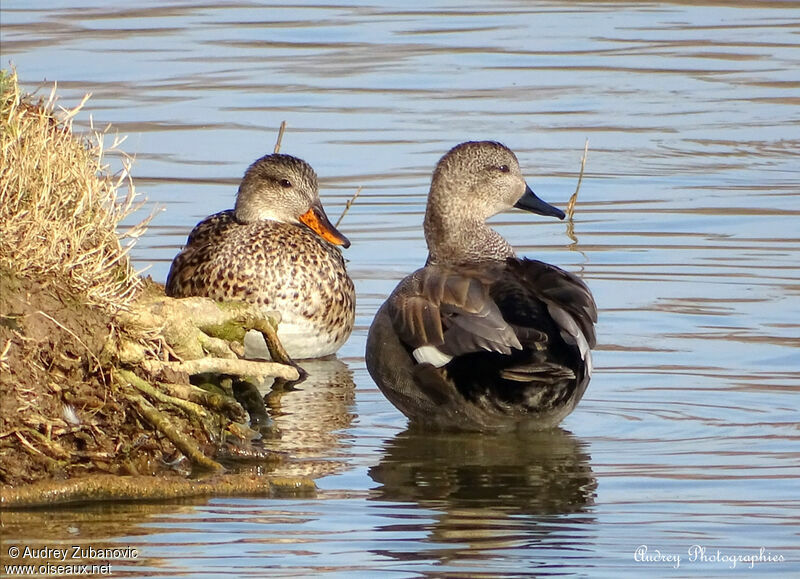 Canard chipeauadulte