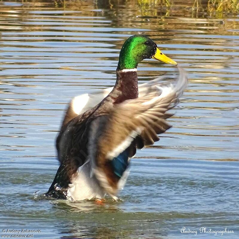 Canard colvert mâle, Vol