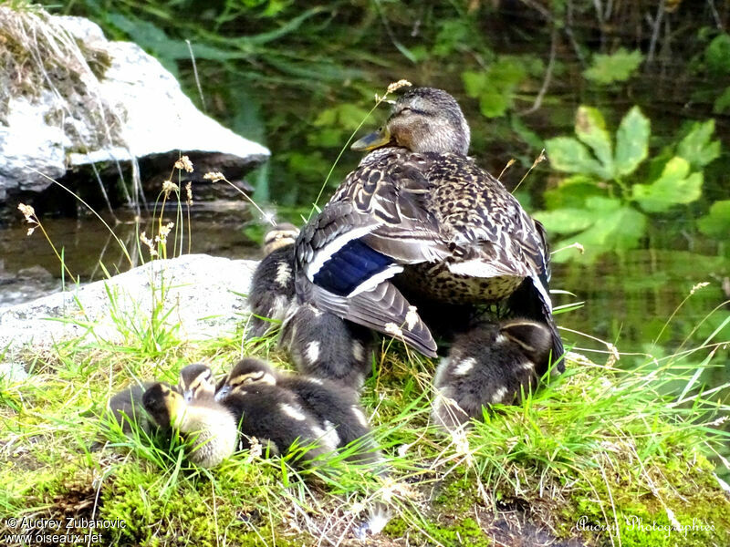 Canard colvert