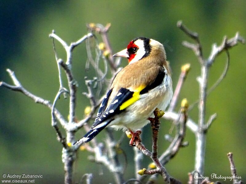 Chardonneret élégantadulte