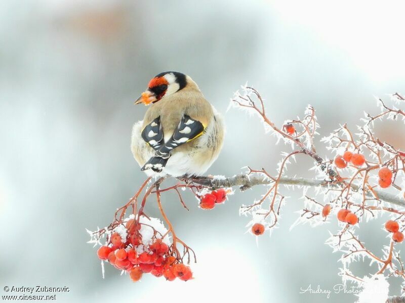 European Goldfinch