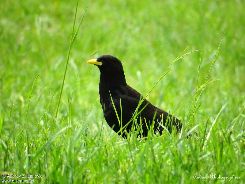 Alpine Chough