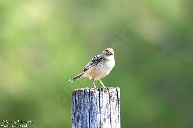 Zitting Cisticola