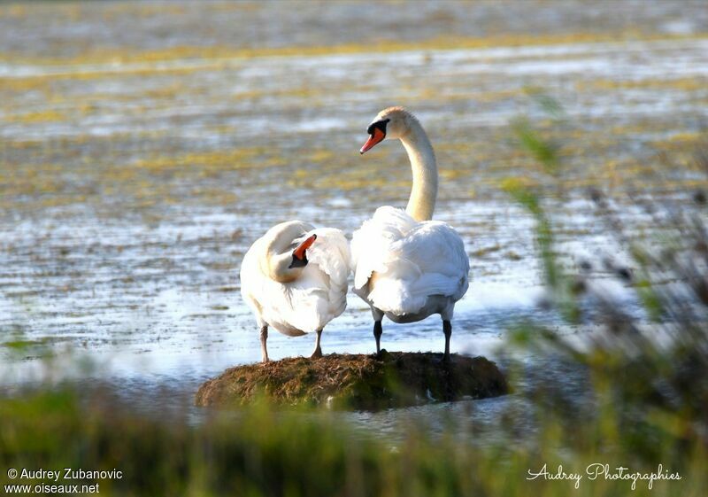 Cygne tuberculéadulte