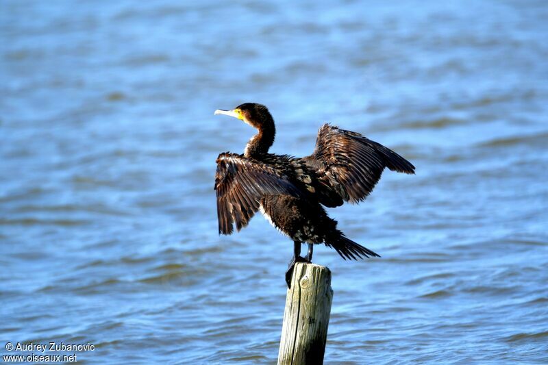 Grand Cormoranadulte