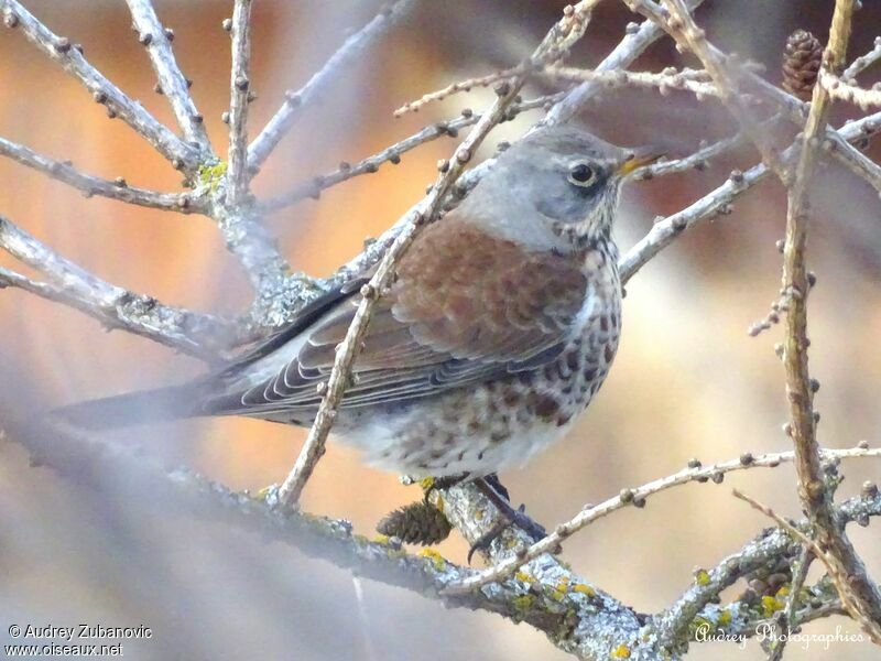 Fieldfare