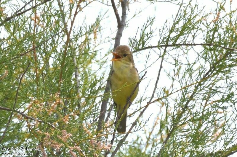 Icterine Warbler