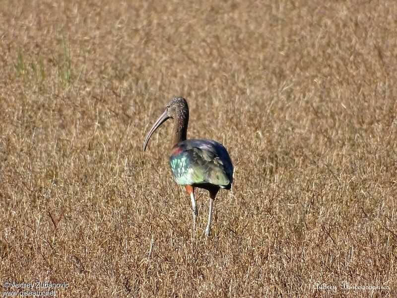 Ibis falcinelleadulte internuptial, marche