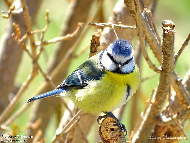 Eurasian Blue Tit