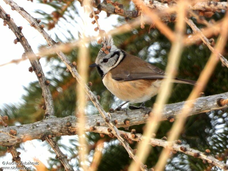 Crested Tit