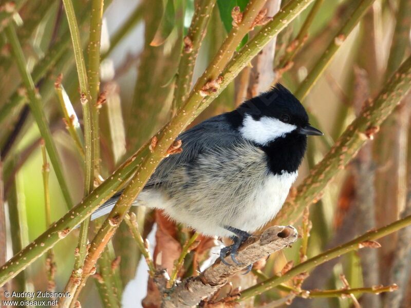 Mésange noire