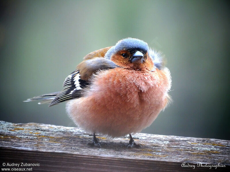 Eurasian Chaffinch male