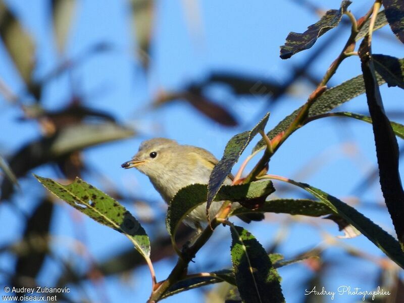 Common Chiffchaff