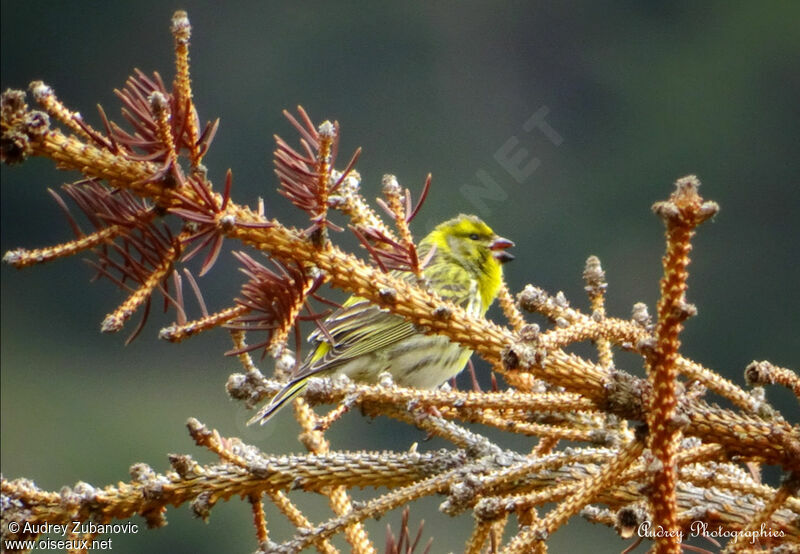 Serin cini mâle adulte, chant