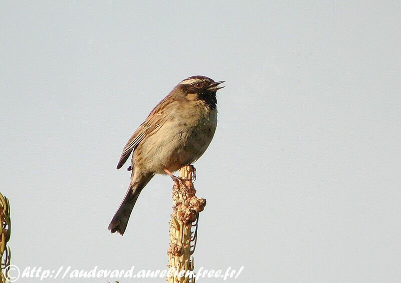 Black-throated Accentoradult, song