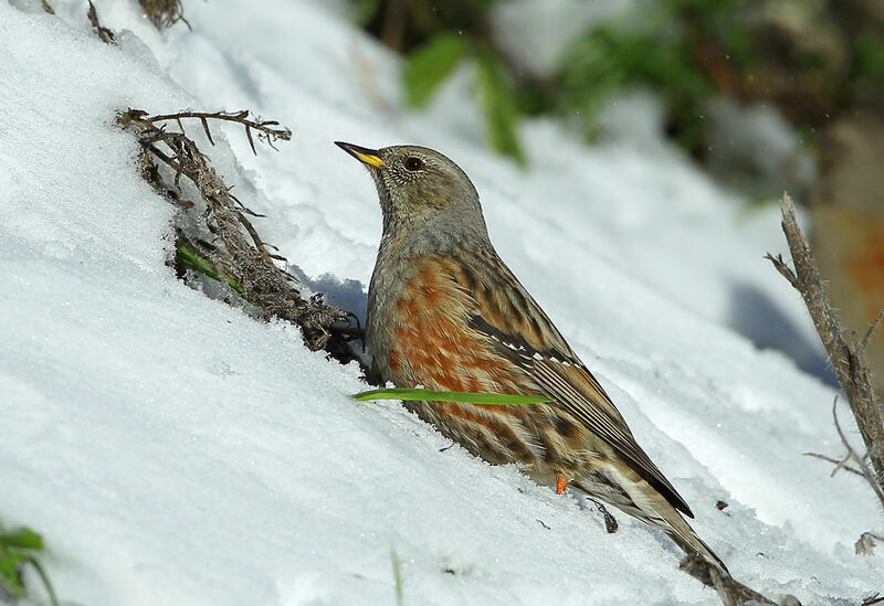 Alpine Accentor