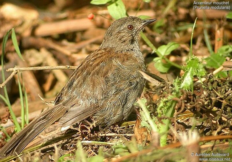 Dunnock