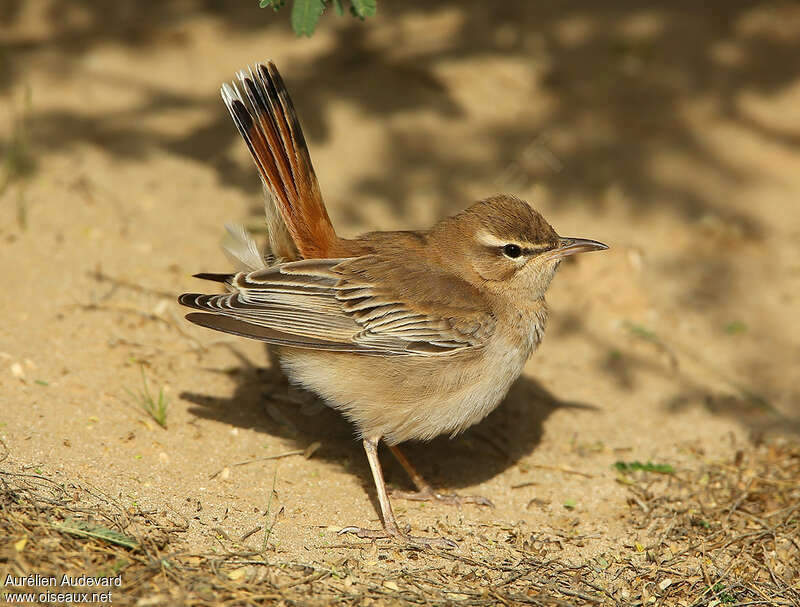 Agrobate rouxadulte nuptial, identification