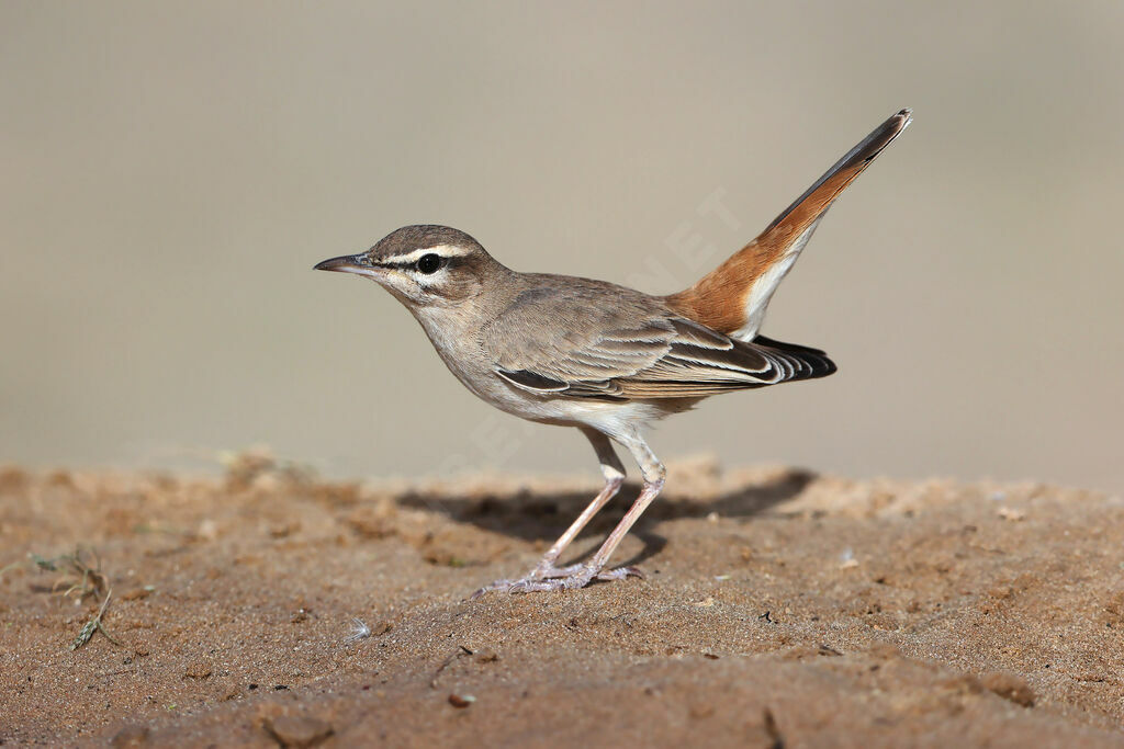 Agrobate rouxadulte, identification