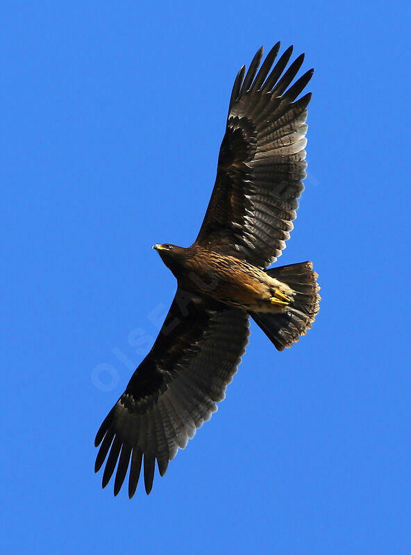 Greater Spotted EagleFirst year, Flight