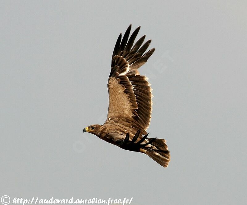 Aigle des steppes3ème année