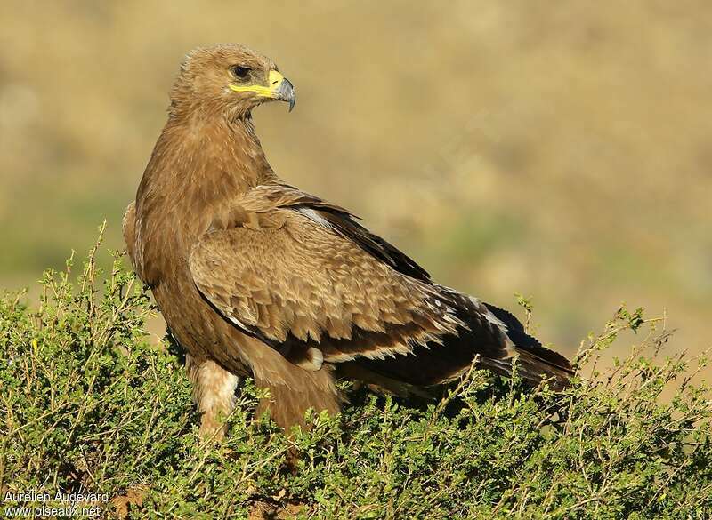 Steppe Eagleimmature, identification