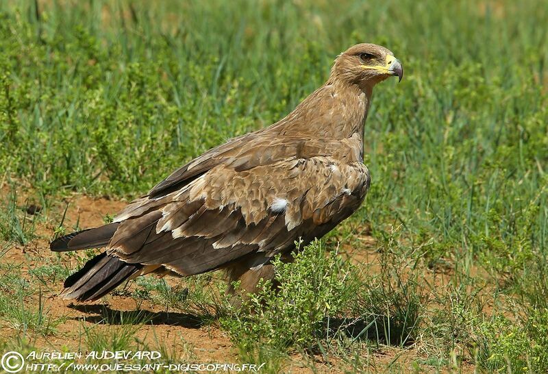 Aigle des steppes