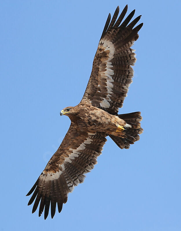 Steppe EagleThird  year, identification