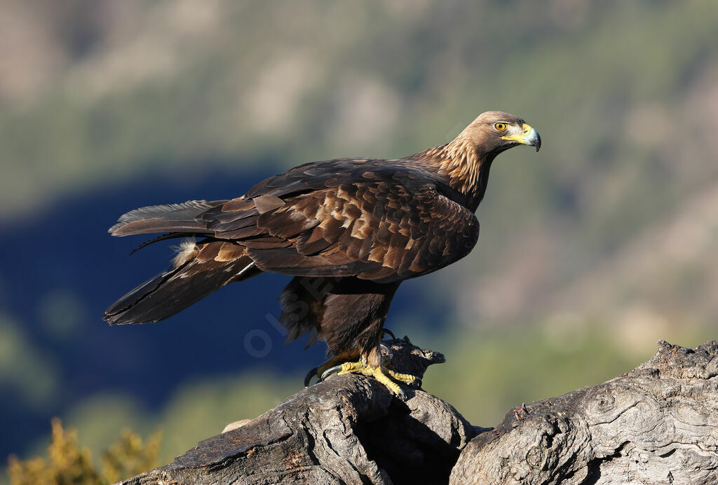 Aigle royal femelle adulte