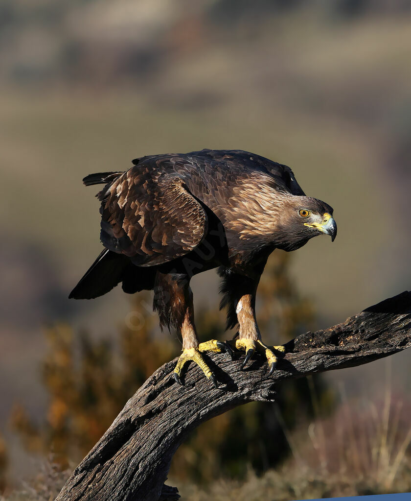 Aigle royal