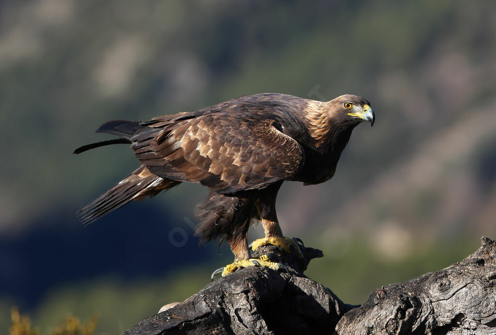 Aigle royal femelle adulte nuptial