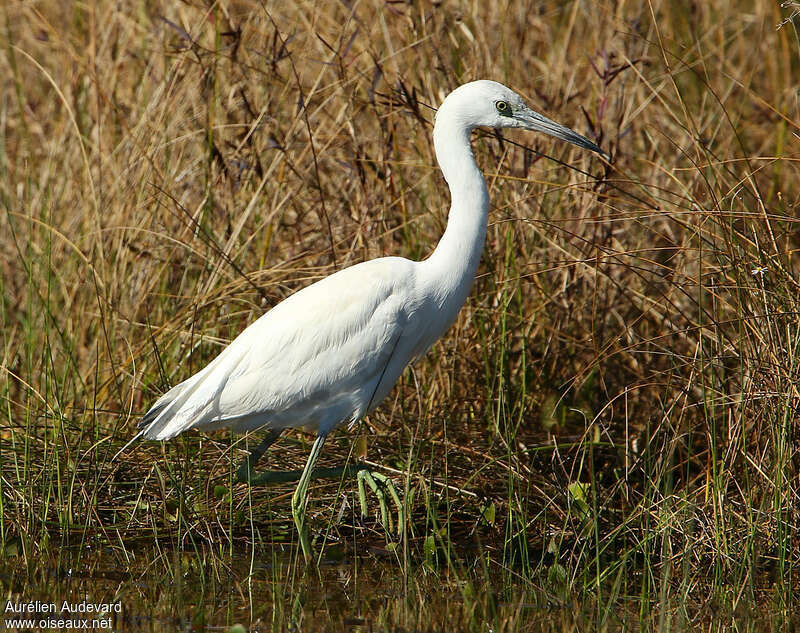 Little Blue Heronjuvenile, identification