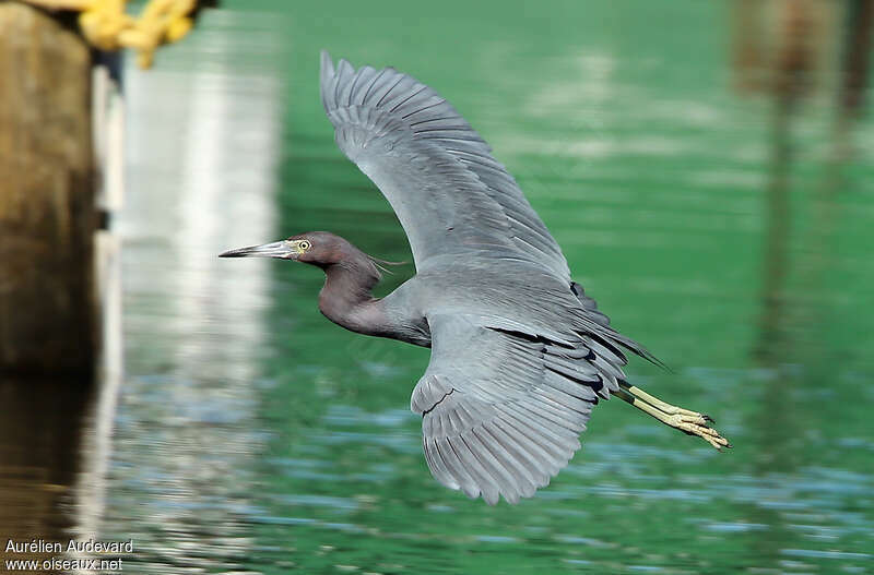 Little Blue Heronadult breeding, Flight