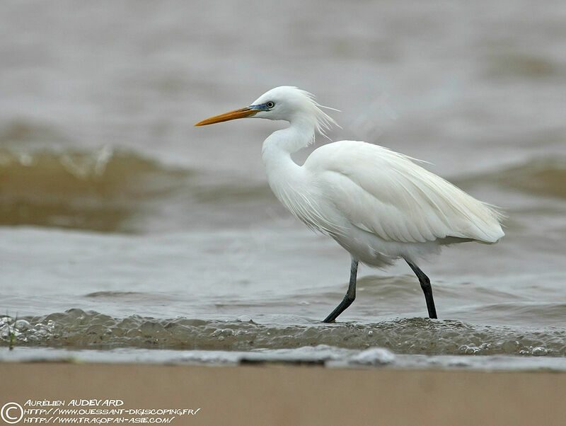 Chinese Egretadult breeding