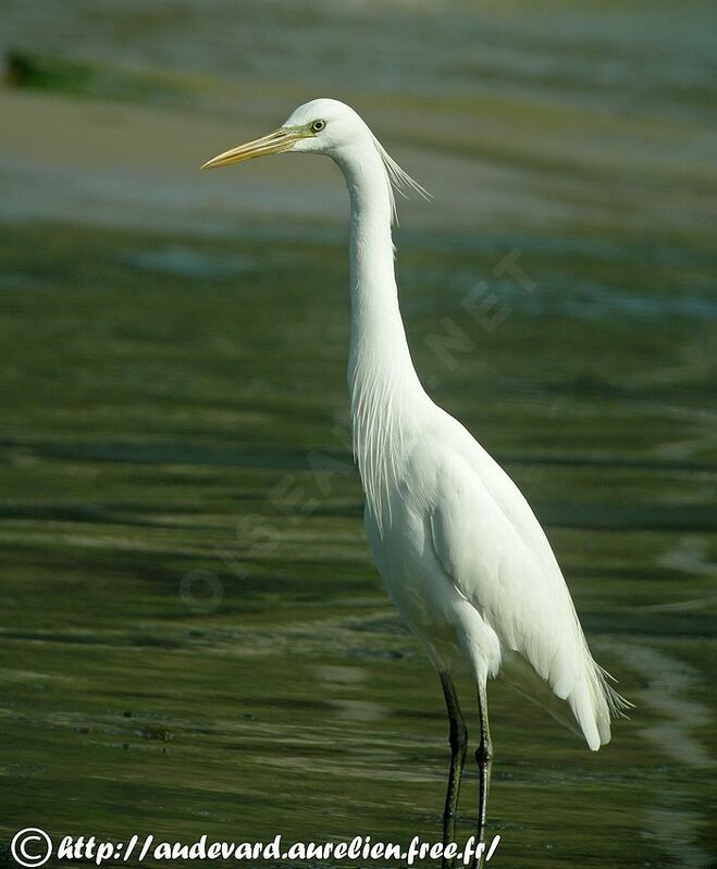 Aigrette de Chine